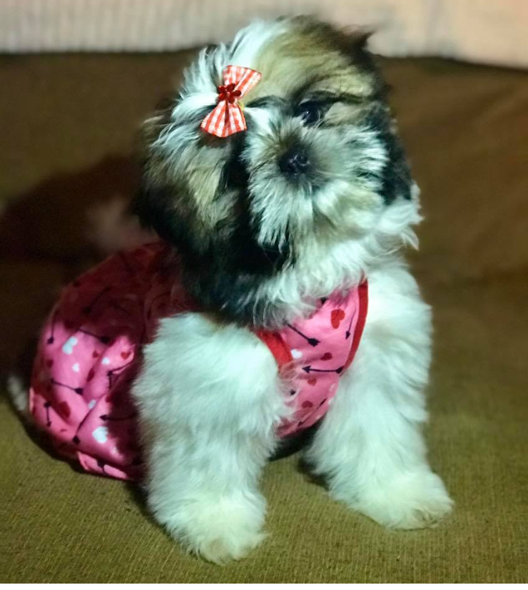 Blonde shih store tzu for sale